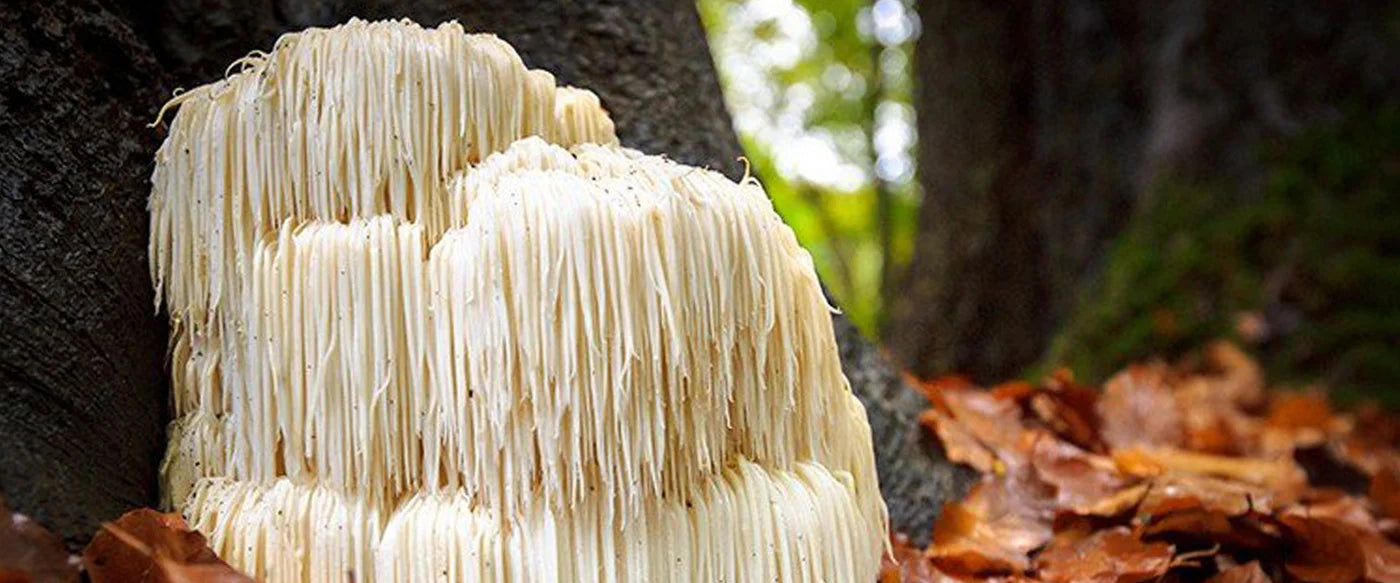 Unlocking the Potential of Lion's Mane Mushroom: A Natural Brain Booster