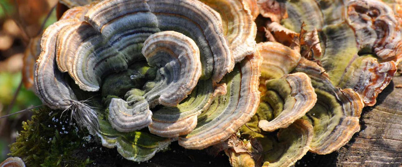 Exploring the Strength of Turkey Tail Mushroom: Nature's Immune Booster